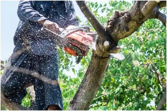 tree services Port Isabel